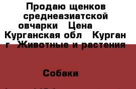 Продаю щенков среднеазиатской овчарки › Цена ­ 5 - Курганская обл., Курган г. Животные и растения » Собаки   